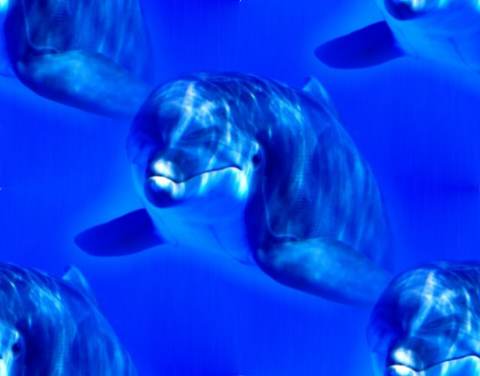 dolphin blue seamless background tile image
