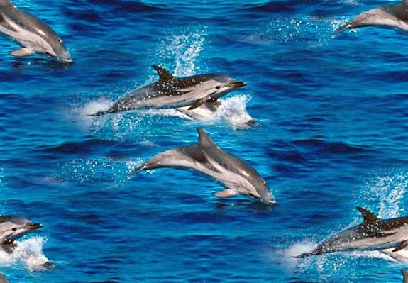 Jumping Dolphins Seamless Repeating Background