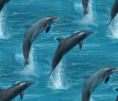 Jumping Dolphins Seamless Background 2