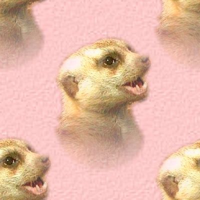 Cute Meerkat Baby In Pink Background 