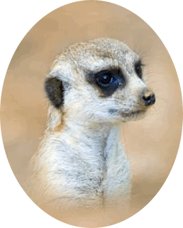 Meerkat baby welcomes you to our meerkat backgrounds gallery!