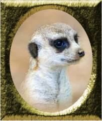 Meerkat Background - Repeating Seamless Background Tile Of Meerkats