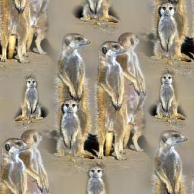 Meerkat Family Background Seamless Tile