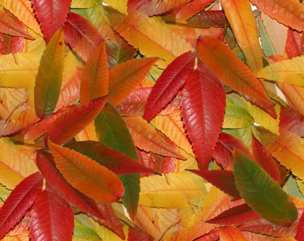 Autumn Leaves Fall Leaves Seamless Background Image