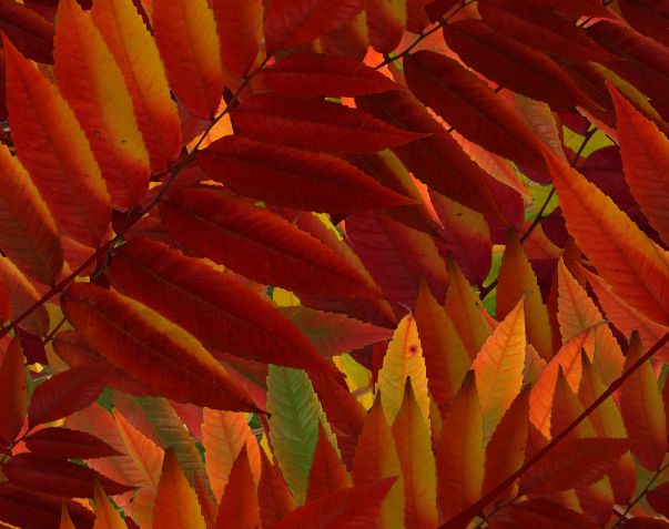 Red Autumn Leaves Fall Leaves Seamless Background