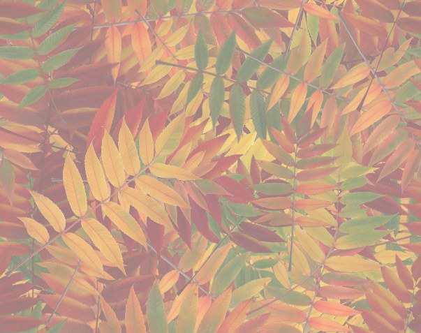 Colored Fall Leaves seamless matching paper.