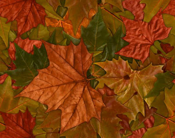 Large Colorful Leaves Fall Autumn Background Image Seamless