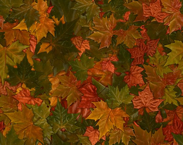 Colorful Fall Leaves Autumn Leaf Seamless Background