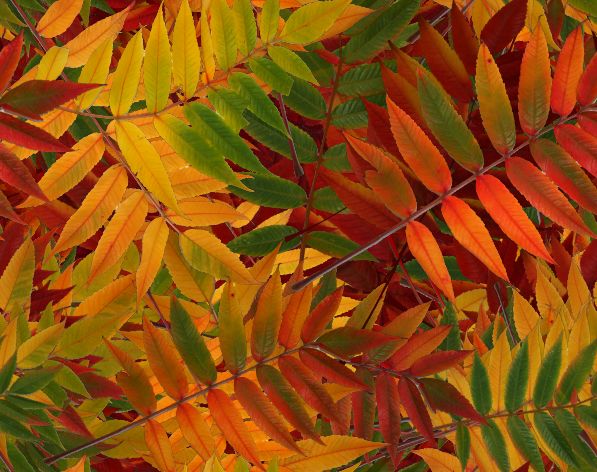 Fall Leaf Seamless Background