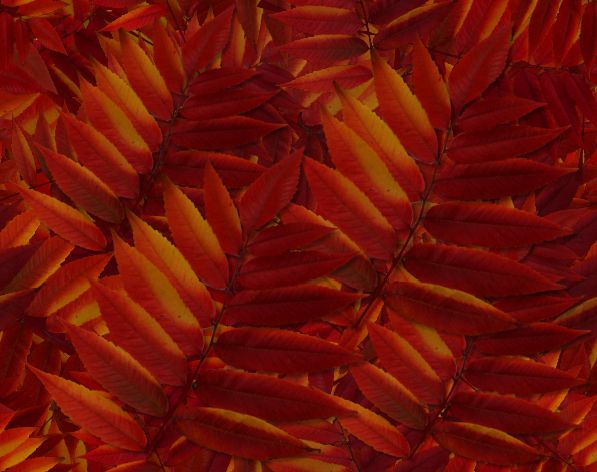 Red Fall Leaf Seamless Autumn Background