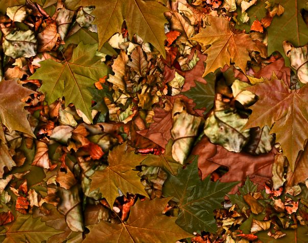 Fall Leaves Fallen Autumn Leaves Seamless Background