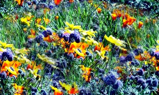 Desert Meadow Flowers Seamless Background Tile