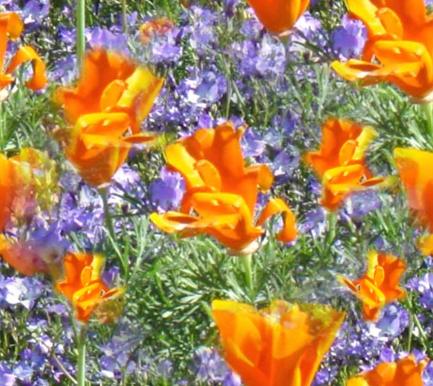 Orange Blue Meadow Flowers Seamless Background Tile