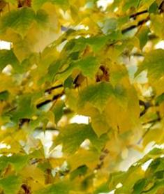 Yellow Leaf Seamless Background Tile 