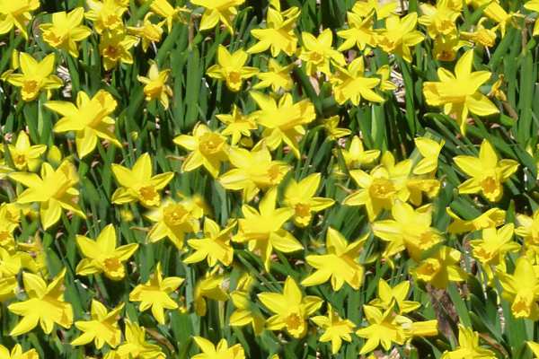Daffodils Seamless Background Tile