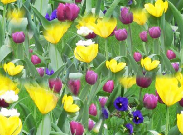 Yellow Tulips, Purple Tulips & blue Pansies Seamless Background Tile