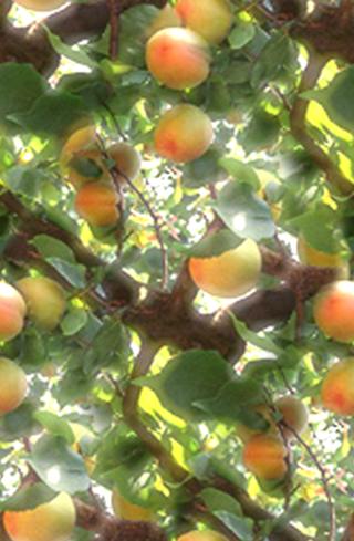Apricot Fruit Tree Seamless Background Tile