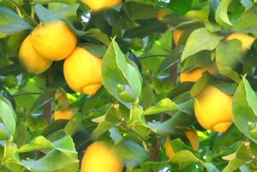 Lemon Tree With Lemons Seamless Background Tile
