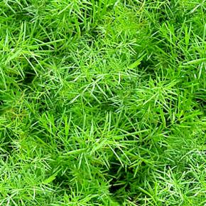 Asparagus Fern Leaf Seamless Background Tile