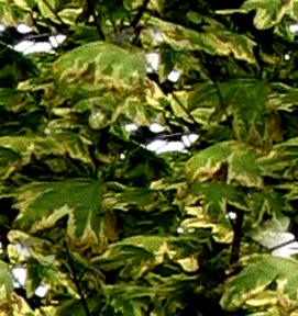 Variegated Maple Leaf Leaves Seamless Background Tile