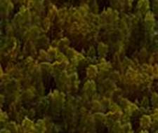Dark Forest Woods Seamless Background Tile Picture Image