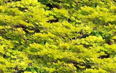 Gold Acer Tree Forest Background Tile Picture Image