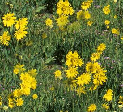 Alpine Meadow Yellow Flowers Seamless Background Tile 