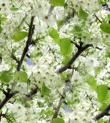 Apple Blossom Tree Background Tile Picture Image