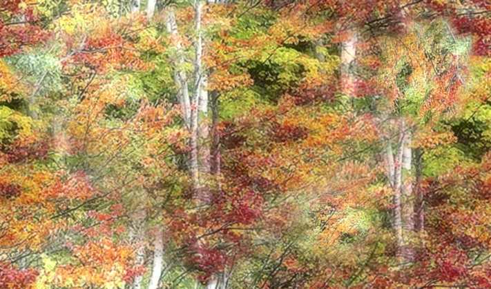Art Birches Large Seamless Background 