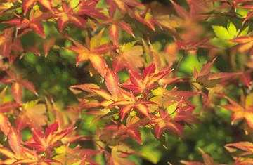 Autumn Acer Maple Seamless Background Tile Picture Image