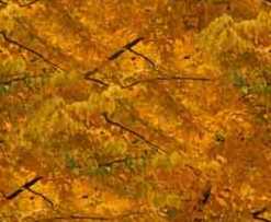 Autumn Foliage Gold Seamless Background Tile Image Picture