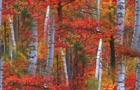 Autumn Forest Birch Seamless Background Tile Image Picture