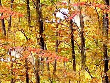 Autumn Forest Light Seamless Background Tile Image Picture