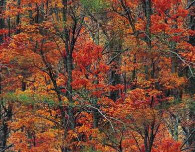 Autumn Forest Colors Seamless Background Tile Image Picture