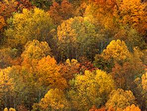 Autumn Forest Tile Seamless Background Tile Image Picture