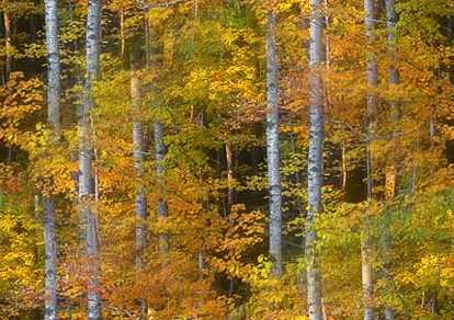 Early Autumn Woods Seamless Background Tile Image Picture
