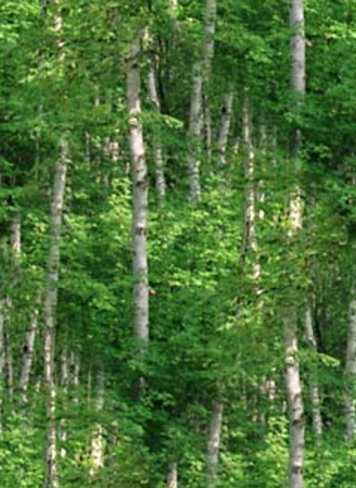 Birch Forest Background Tile Picture Image