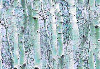 Winter Birch Forest Seamless Background Tile Picture Image