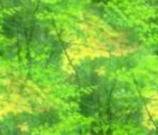 Bright Spring Forest Seamless Background Tile Picture Image
