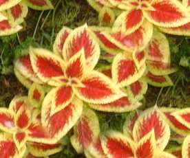Coleus Colors Seamless Background Tile Image Picture