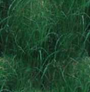 Grass Wild Grass Seamless Background Tile Image Picture