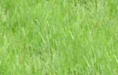 Grass Natural Seamless Background Tile Image Picture