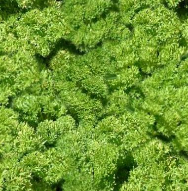 Herb Parsley Seamless Background Tile
