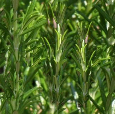 Herb Rosemary Seamless Background Tile