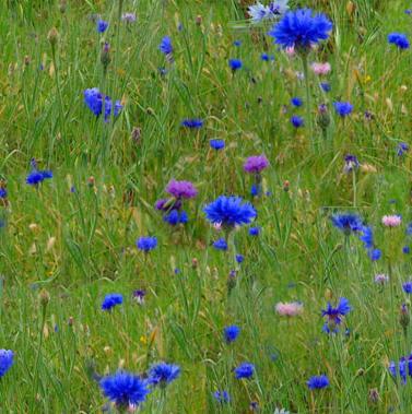 Meadow Grass Blue Flowers Seamless Background Tile