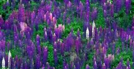 Lupin Meadow Garden Seamless Background Tile