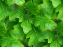 Oak leaf leaves Seamless Background Tile Image Picture