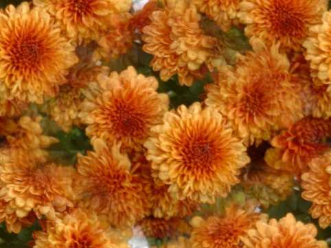 Orange Flowers Background Tile Image