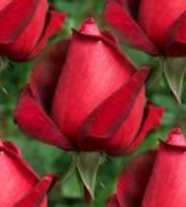 Red Rose Rosebud Seamless Background Tile Image