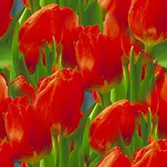Tulip Red Tulip Seamless Background Tile Image Picture